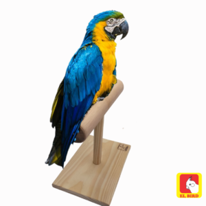 Poleiro de balança P/ Arara, Papagaio, Cacatua e Ring Neck